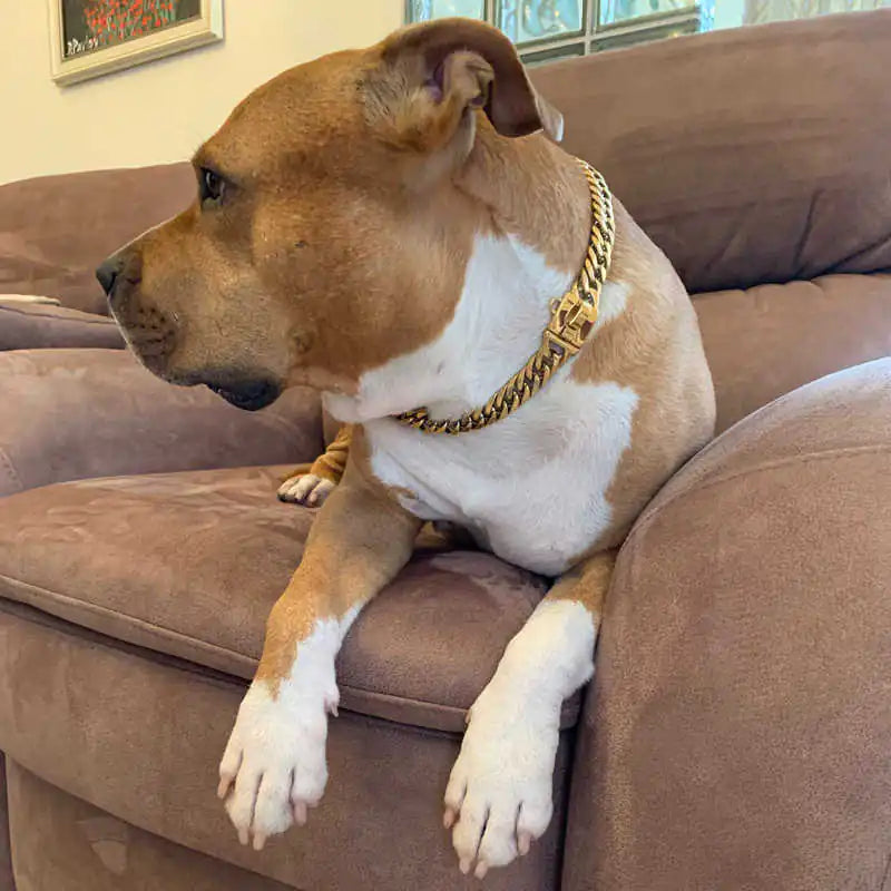 Coleira Dourada para cães