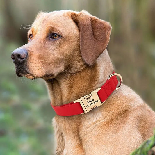 Coleira de Identificação Anti-Perda Dourada para cães